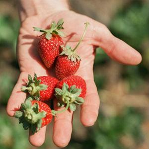 Long Meadow Ranch Farmer's Market photo