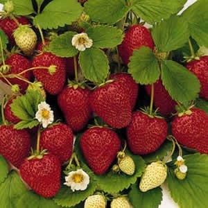 American Canyon Strawberries Patch photo