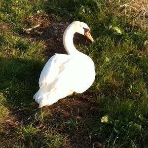 Shollenberger Park photo