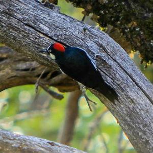 Sugarloaf Ridge State Park photo