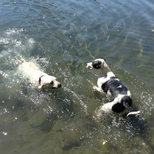 Badger Dog Park photo