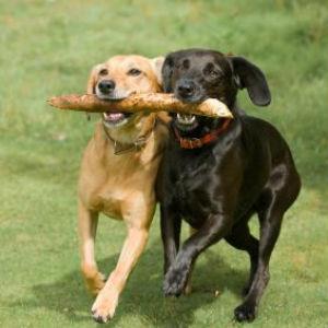 Villa Dog Park photo