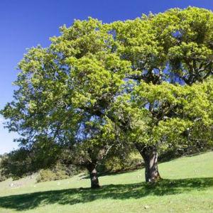 Taylor Mountain Regional Park photo