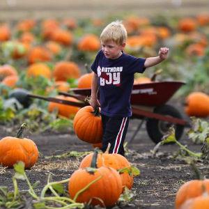 Grandma's Pumpkin Patch photo
