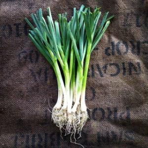 Green String Farm photo