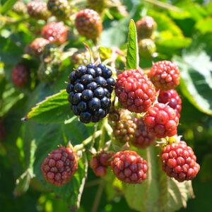 Sebastopol Berry Farm photo