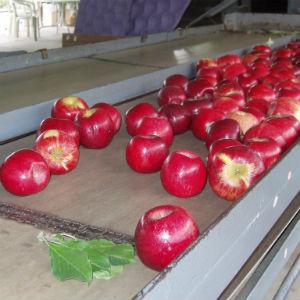 Walker’s Apples photo