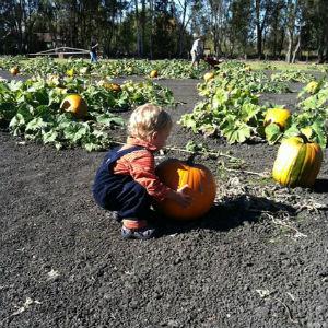 Split Rail Family Farms photo