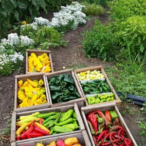 Tierra Vegetables Farm photo