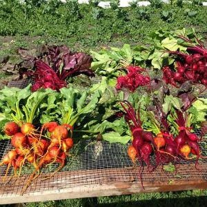 Twin Dog Farms photo