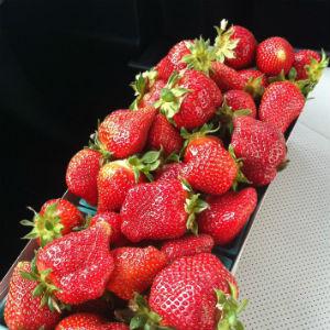 Saetern Strawberry Field photo