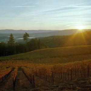 Rutherford Grove Winery photo