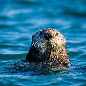 Elkhorn Slough photo