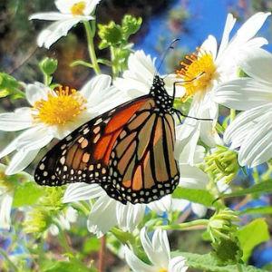 Monarch Grove Sanctuary photo