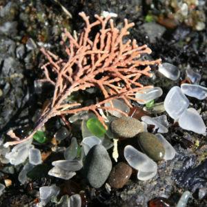 Glass Beach photo