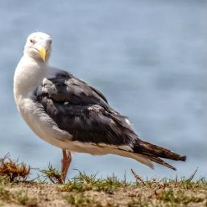Goleta Beach Park photo