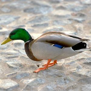 Temecula Duck Pond photo