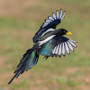 Del Valle Regional Park photo