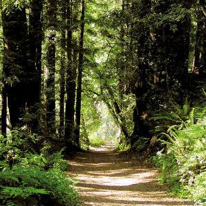 Forest of Nisene Marks State Park photo