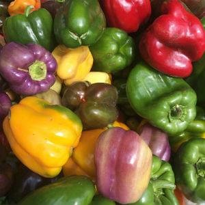 Calistoga Farmers' Market photo