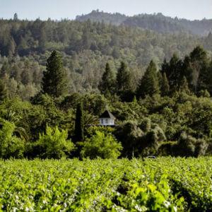 Sinegal Estate Winery photo