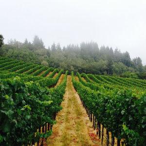 Bannister Wines photo