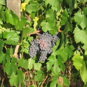 Castelli Vineyards photo