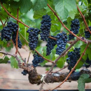 Dehlinger Winery photo