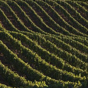 Flowers Vineyard & Winery photo