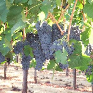 Imbimbo Family Winery photo