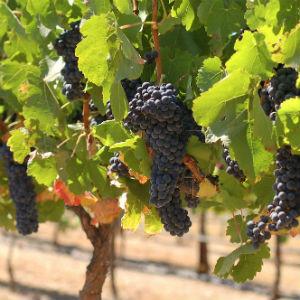 Karah Estate Vineyards photo