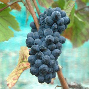 Orentano Wines photo