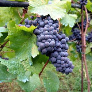 Sable Ridge Vineyards photo