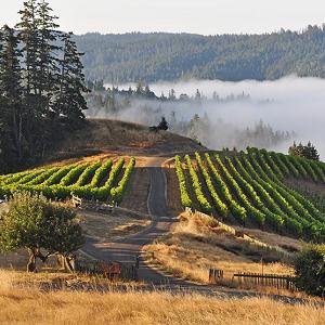 Peay Vineyards photo