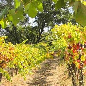 Barber Cellars photo