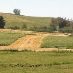 Twisted Horn Ranch photo