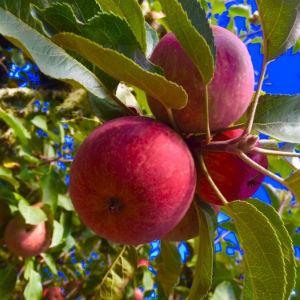 Apple-A-Day Ratzlaff Ranch photo
