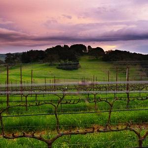 Three Sticks Wines photo