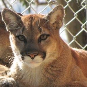 Sonoma County Wildlife Rescue photo