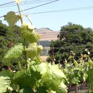 Trinitas Cellars at the Meritage photo