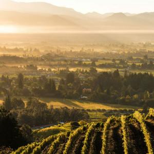 Newton Vineyard photo