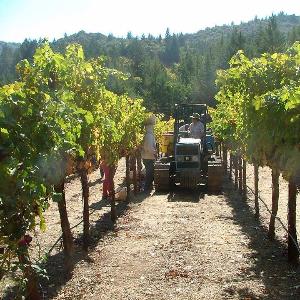 Albertina Wine Cellars photo