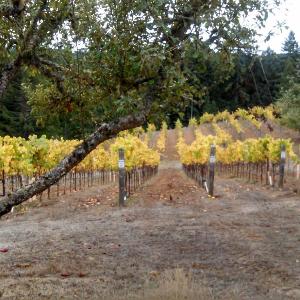 Drew Wines photo