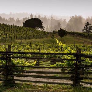 Lazy Creek Vineyards photo