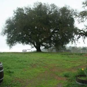 Le Vin Estate Winery photo