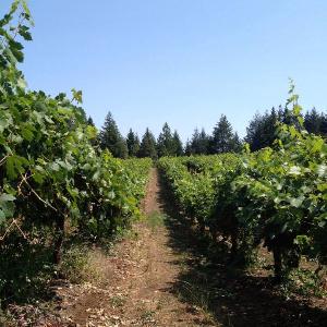 Mariah Vineyards photo