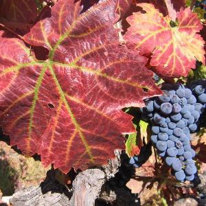 McNab Ridge Winery photo