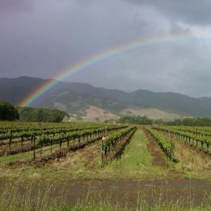Oster Wine Cellars photo