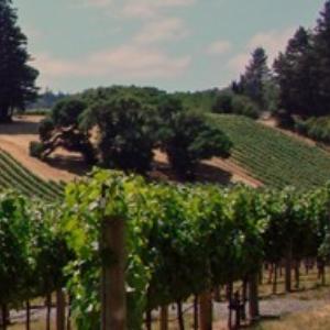 Paul Dolan Vineyards photo