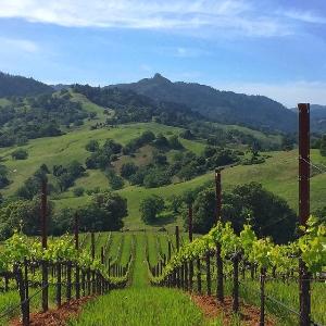 Masut Vineyard & Winery photo